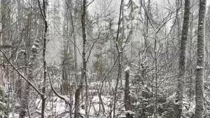 лоси в лесу