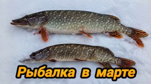 АДРЕНАЛИН ЗАШКАЛИВАЛ 😀👍 РЫБАЛКА В ПЕРВЫЙ ДЕНЬ ВЕСНЫ ☝️👍