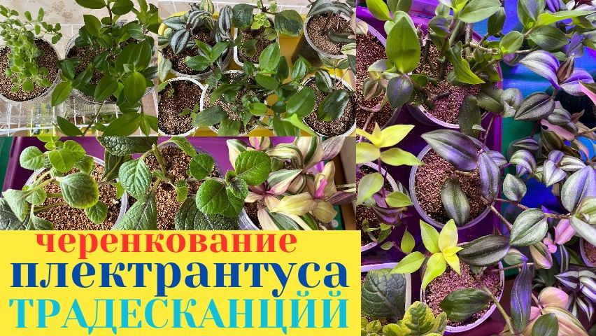 ПЛЕКТРАНТУС размножение и ЧЕРЕНКОВАНИЕ / ТРАДЕСКАНЦИИ УКОРЕНЕНИЕ черенков