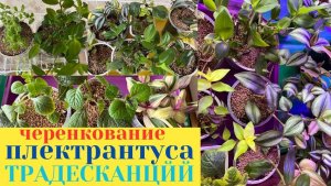 ПЛЕКТРАНТУС размножение и ЧЕРЕНКОВАНИЕ / ТРАДЕСКАНЦИИ УКОРЕНЕНИЕ черенков
