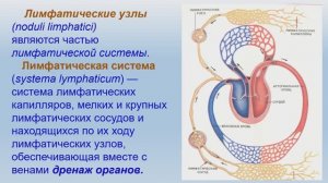 Лекция - 3-1 - Б.И. - Лимфатическая система и лимфоузлы