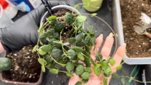 Хойи. Пересадка. 1.03.2026