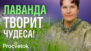 Почему стоит добавлять лаванду в чай? Опытная травница раскрыла фирменный секрет чая с лавандой
