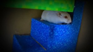 MINECRAFT VS Hamster: полоса препятствий с анимацией монстров в Hamster STories
