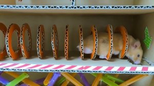 Волшебный хомяк: одевалка, полоса препятствий и лабиринт в игре Hamster Stories