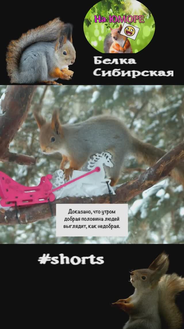 Белка и утро