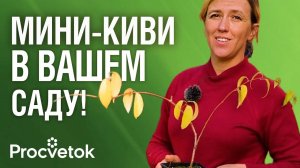 КАК ВЫРАСТИТЬ КИВИ В СВОЕМ САДУ? Мастер-класс по посадке актинидии