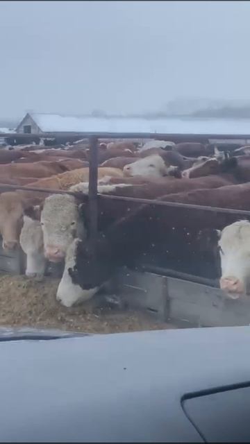 Продаю Агробизнес в Алтайском крае