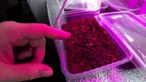 Главное - не загубить всходы