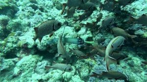 Красота морских глубин