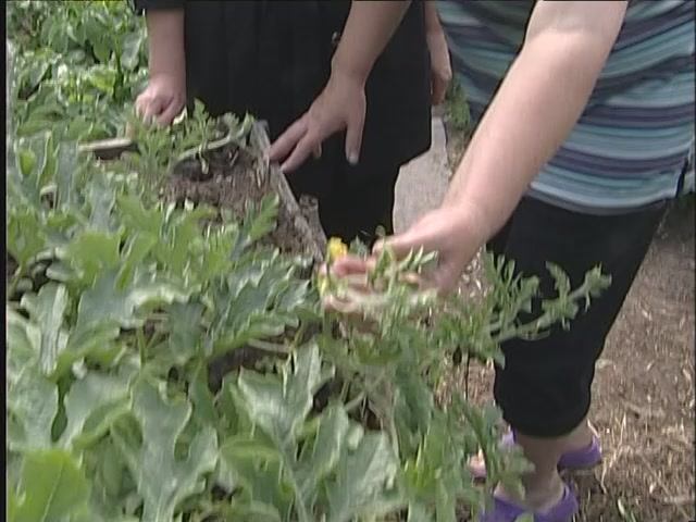 К маме на дачу приехало ТВ: Передача «Золотая сотка» в гостях у Буториной В.Г.