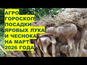 Март 2026: Самые Лучшие Дни для Посадки Яровых Лука и Чеснока?!
