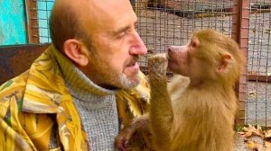 Мы принесли гамадрилам виноград и Маня снова на раздаче, а Влад просто не налюбуется на СВОЮ КУРОЧКУ