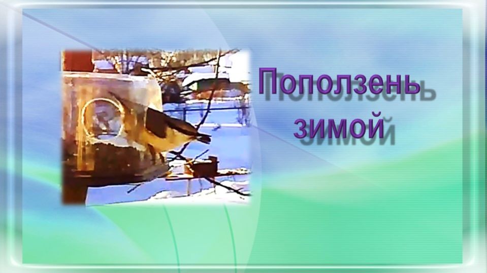 Поползень зимой