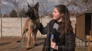 🐕Кто же лучший друг человека, когда речь идет о службе?