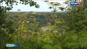 В Минсельхозе Коми напомнили о новых штрафах за борщевик