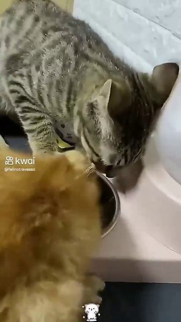 São terríveis 😂🤣🤣