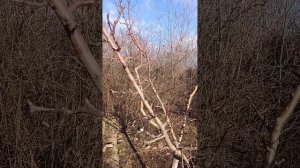 Яблоня с идеальным балансом до и после обрезки