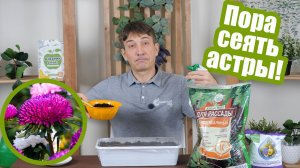 Астры на рассаду: когда приступать к посеву?