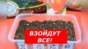 Как правильно посеять томаты: пошаговая инструкция от А до Я