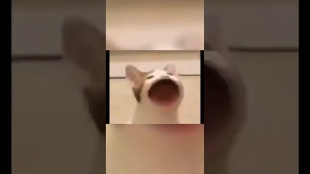 Pop cat 10 минут
