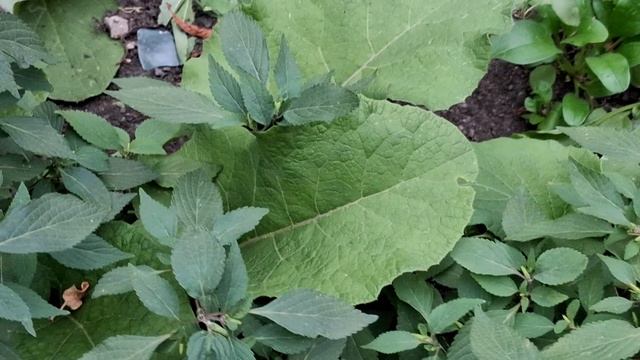 Обзор аптекарского огорода . 03.08.