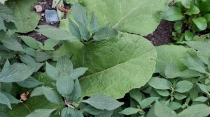 Обзор аптекарского огорода . 03.08.