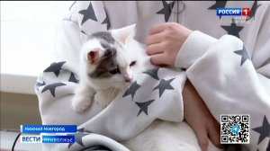 Национальный день кошек отметили в России