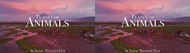 XREAL VR 3D VIDEO PLANET OF ANIMALS