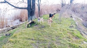 Пёс на природе VID_20260228_134034