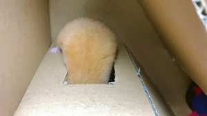 Приключенческие кольца для спасения хомяка, водяные трубы, лабиринт, ванная комната