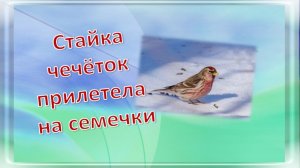 Стайка чечёток прилетела на семечки