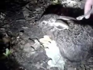 выпуск зайца