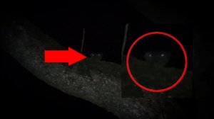 Страшное животное попал в кадр видео | Демонический зверь