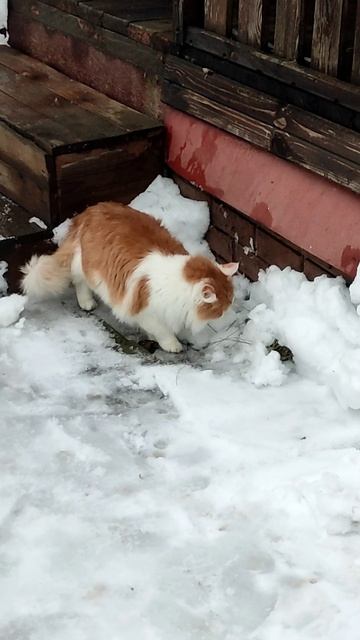 Травоядный КОТ