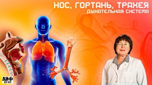 Носовая полость, Гортань, Трахея. Дыхательная Система. Анатомия и Физиология Лекция