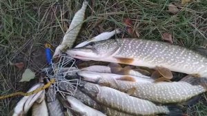 Побил свой рекорд по улову щуки  13 штук