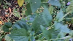 Обзор аптекарского огорода. 05.09.