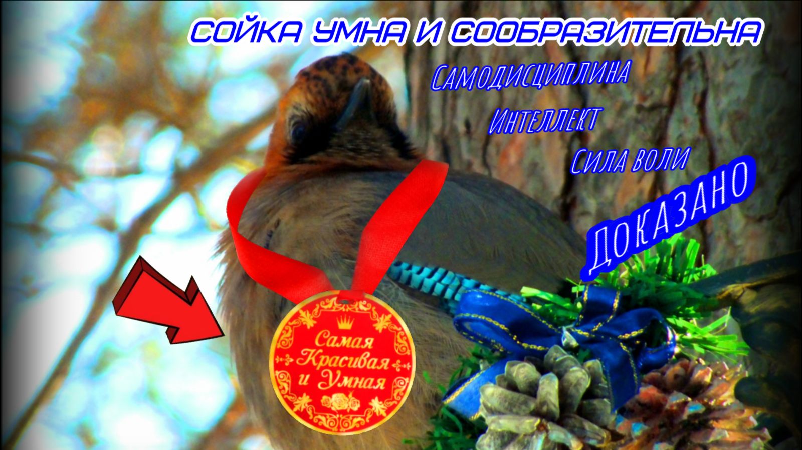 Сойки и их интеллект