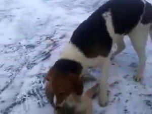 Завара и заяц