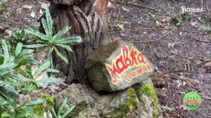 В Ялте можно увидеть русалок