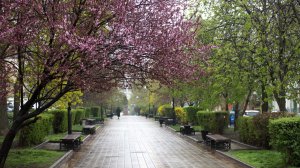 УТРЕННЯЯ ПОЧТА ! ВЕСНА ! ЦИРКОВАЯ ТРАНСЛЯЦИЯ ВАСЕВСКИХ!