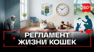 Содержать кота – это привилегия. Владельцам запретили надолго оставлять животных в Швеции