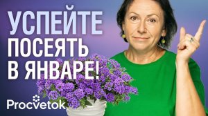 ПОСЕЙТЕ ЭТО В ЯНВАРЕ! Самые тугодумные культуры: цветы, овощи, ароматные травы