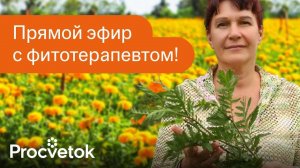 Лечебные растения. Зачем надо есть бархатцы, одуванчики и крапиву? Ответы на вопросы в прямом эфире