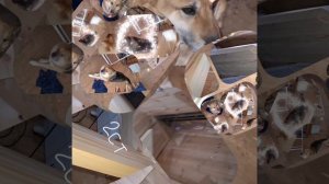 1000049601.mp4 (Собака наблюдает за устройством лестницы на 2-ой этаж в доме А-фрейм)