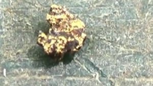 Нашёл в ручье Золотой самородок!