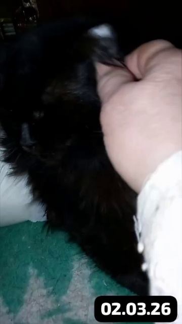 Даша с ОМЖ уехала на операцию в Нижний.