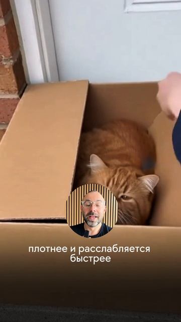 Почему кошки любят коробки