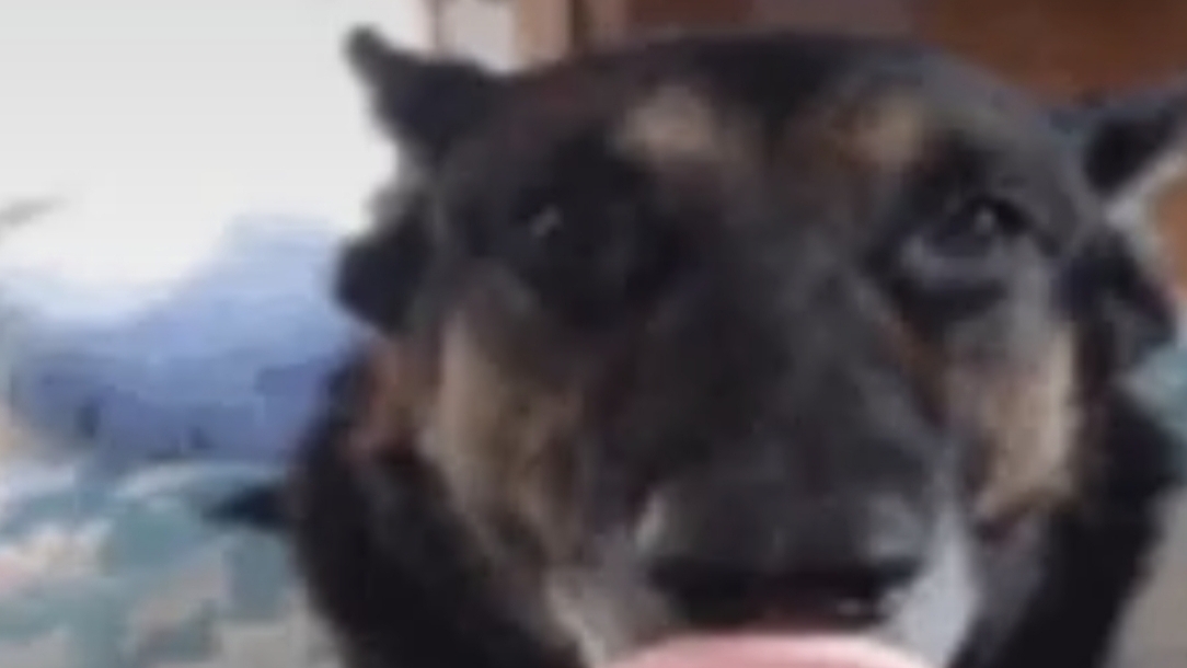 02-03-2026. Собака моего Кента